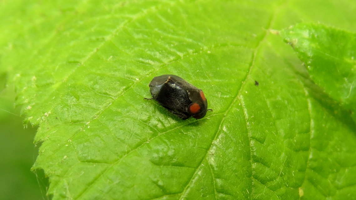 Penthimia nigra - fekete kabóca Penthimia nigra - fekete kabóca