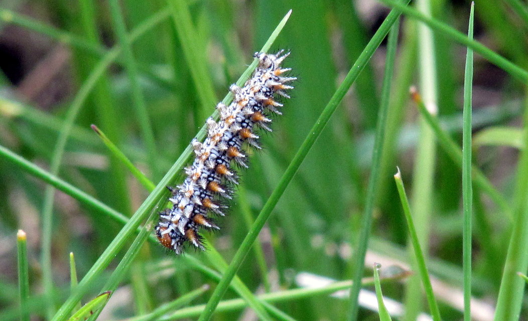 Melitaea didyma - tüzes tarkalepke