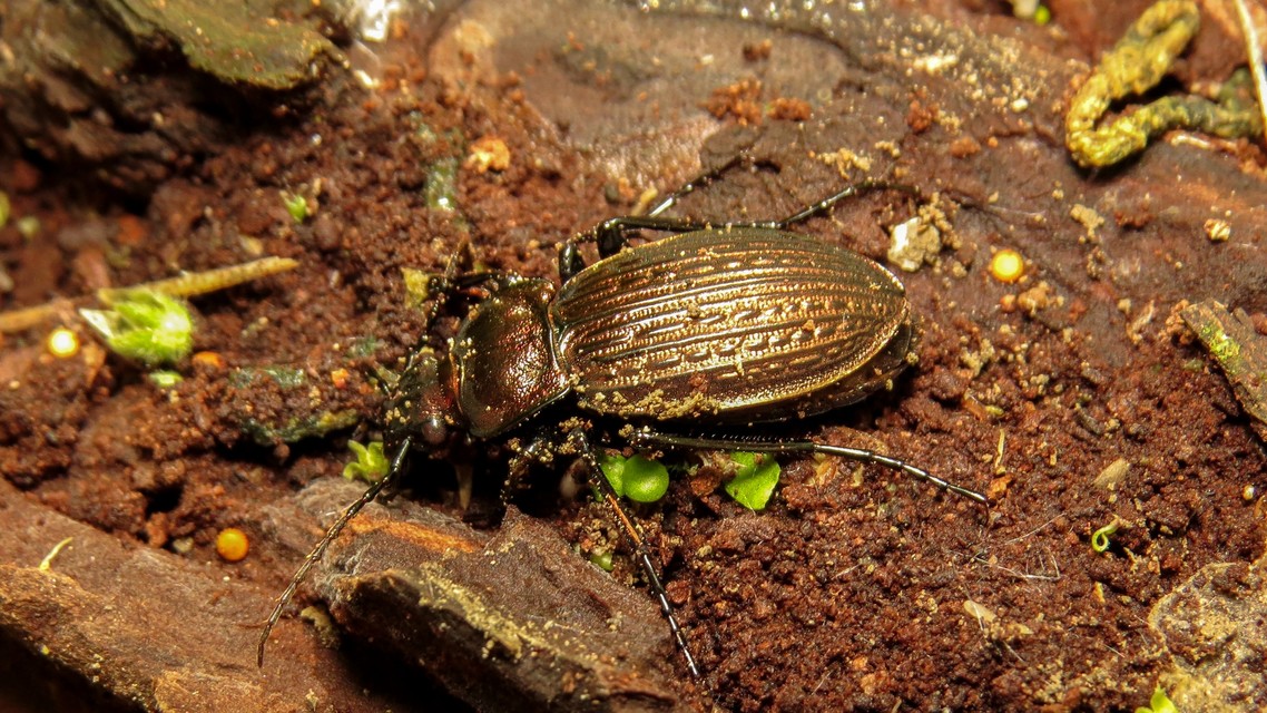 Carabus ulrichii - rezes futrinka Carabus ulrichii - rezes futrinka