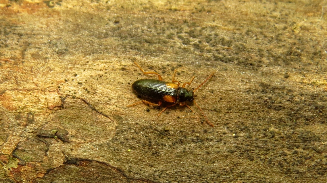 Mycetochara flavipes - sárgalábú taplász