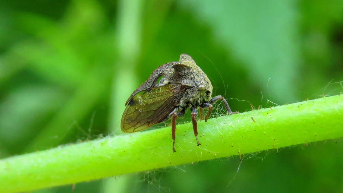 Centrotus cornutus - szarvaskabóca
