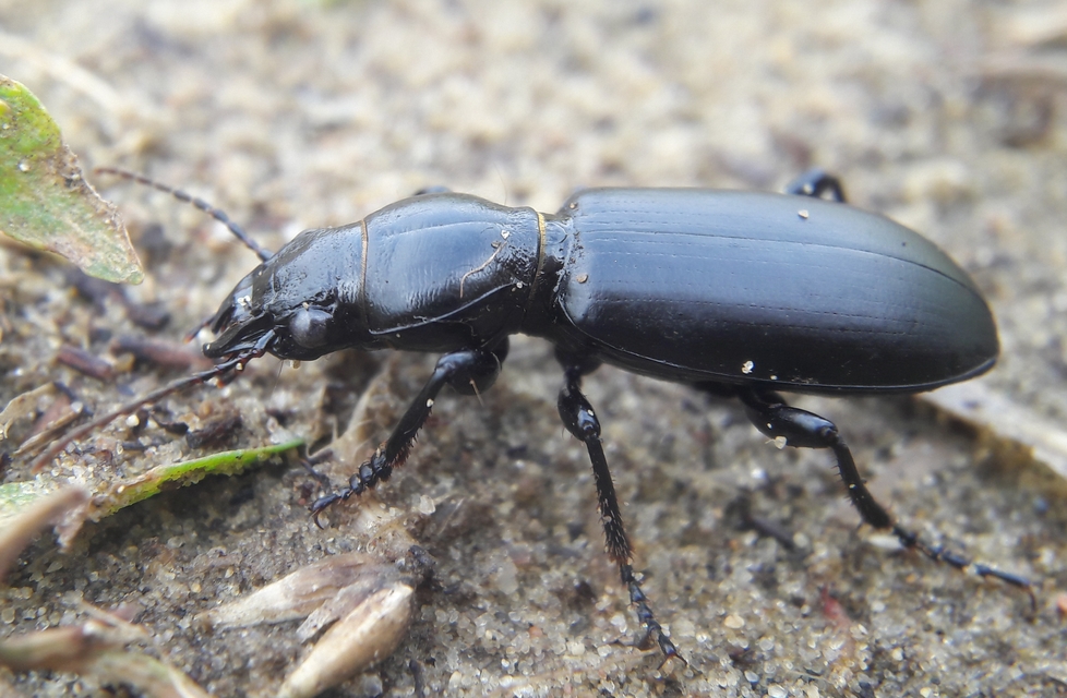 Broscus cephalotes - busafutó