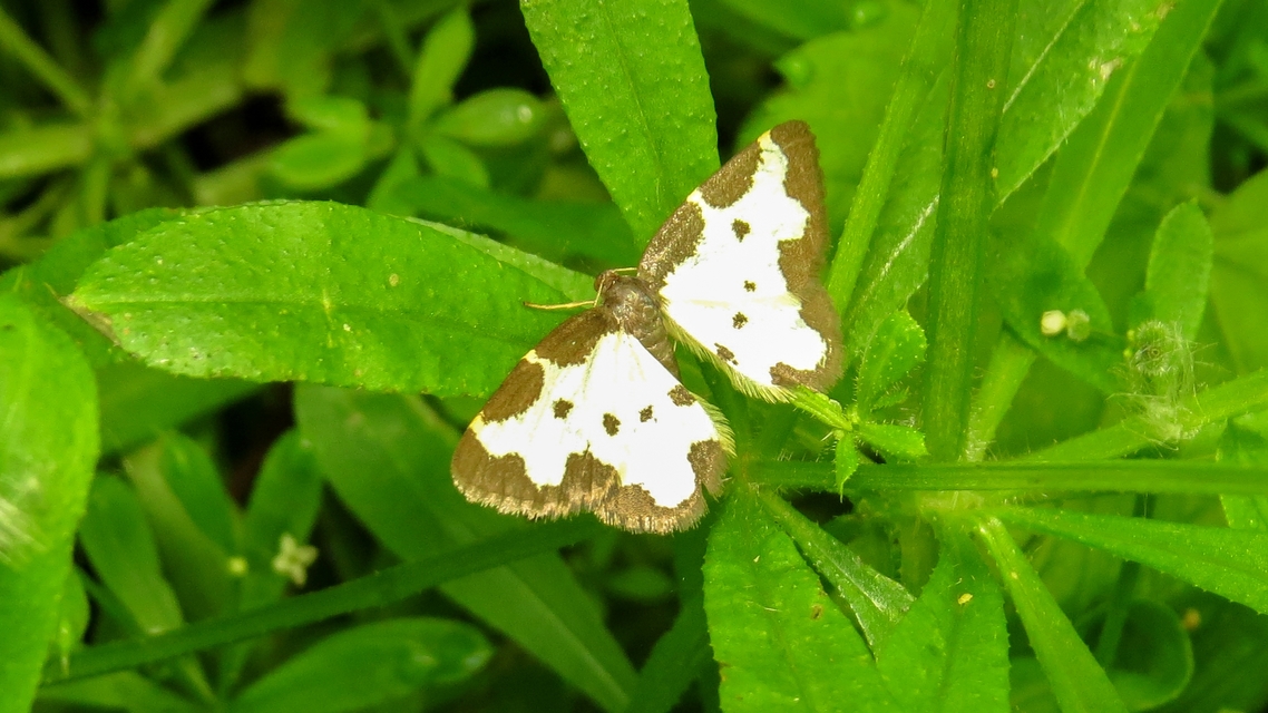 Lomaspilis marginata - szegélyes nyárfaaraszoló