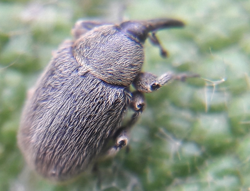 Rhinusa asellus - szőrcsillagos ökörfarkkóró-ormányos