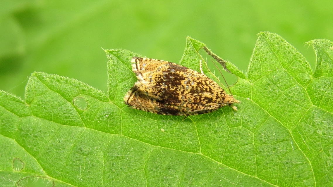 Celypha lacunana - vízparti tükrösmoly