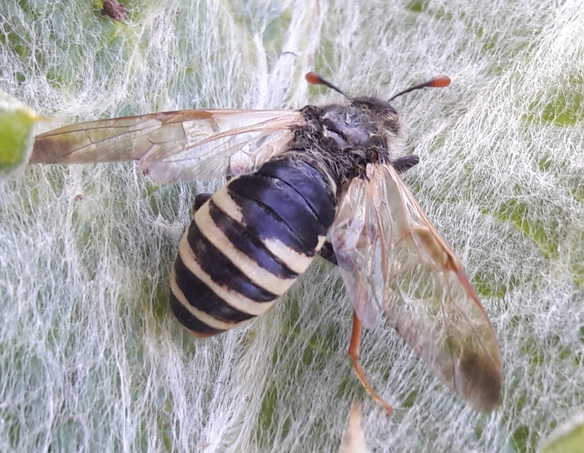 Pseudoclavellaria amerinae - óriás szőrösbuzogányos