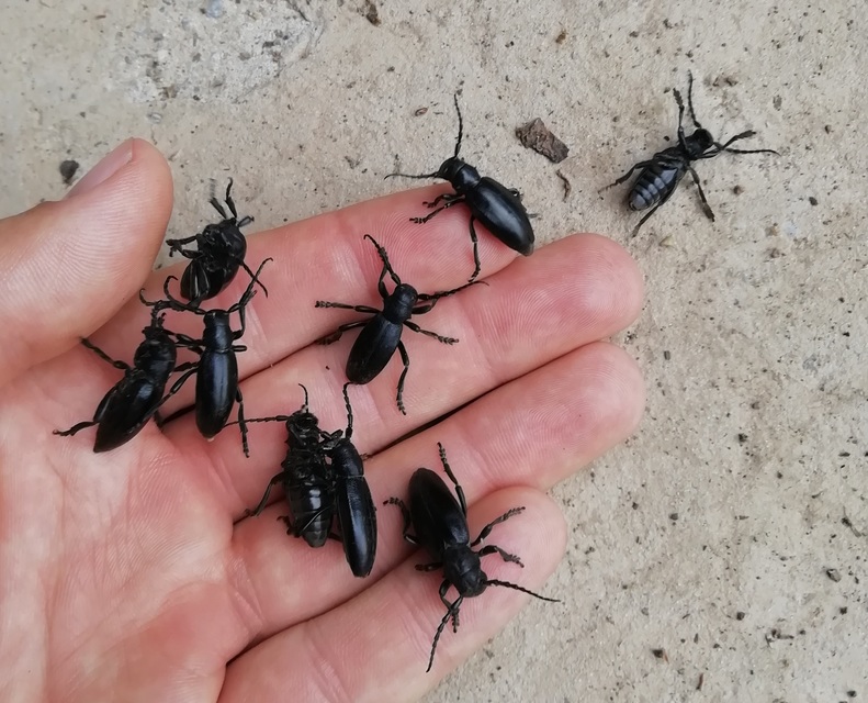 Dorcadion aethiops - fekete gyalogcincér