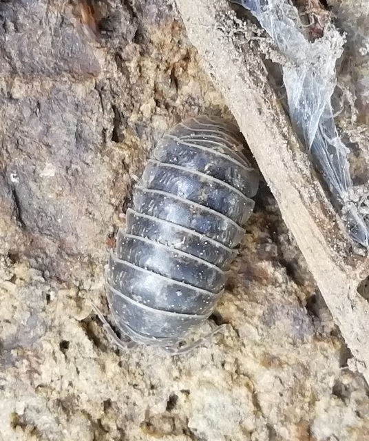Armadillidium