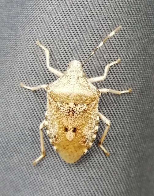 Rhaphigaster nebulosa - bencepoloska