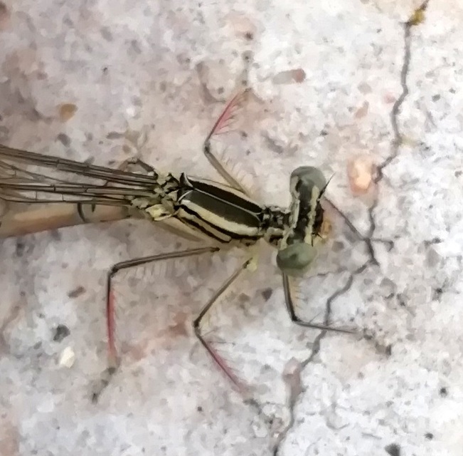 Platycnemis pennipes - széleslábú szitakötő