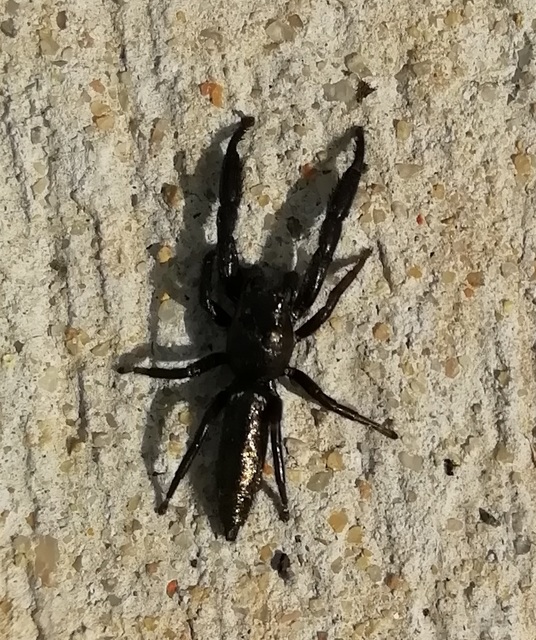 Mendoza canestrinii - mediterrán nádiugrópók