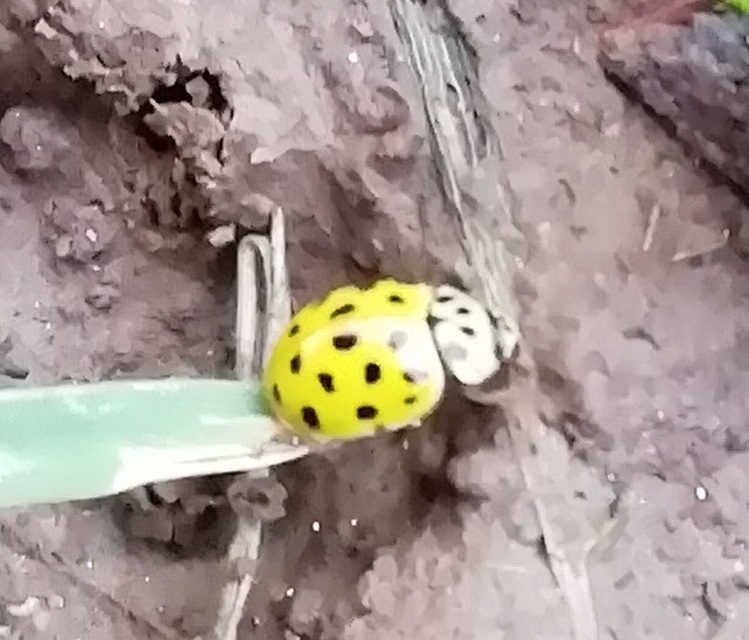Psyllobora vigintiduopunctata - huszonkétpettyes katica