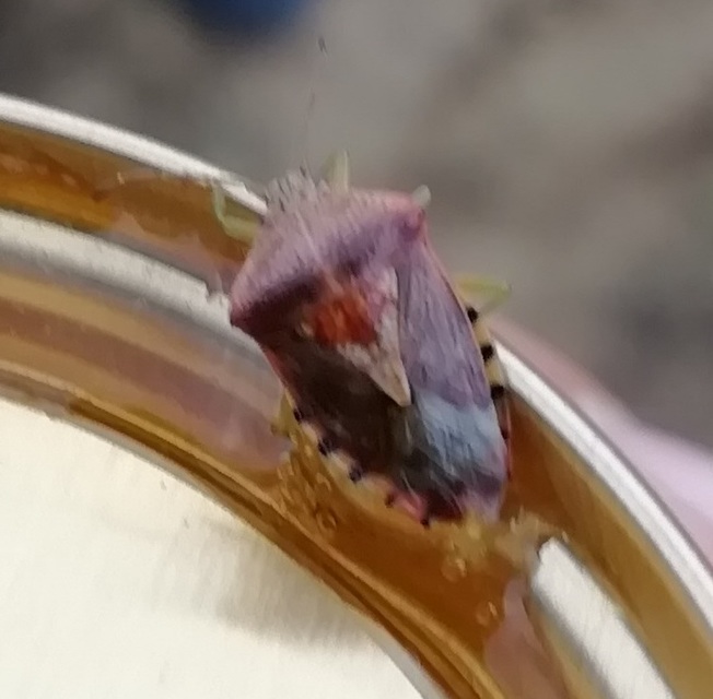 Elasmucha grisea - nyír-dajkapoloska Elasmucha grisea - nyír-dajkapoloska