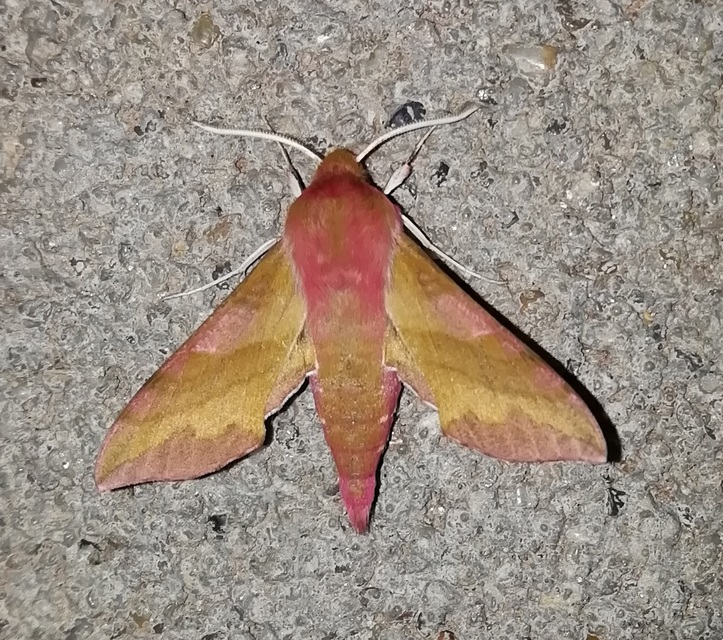 Deilephila porcellus - piros szender