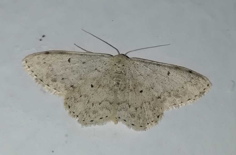 Scopula marginepunctata - pettyes sávosaraszoló