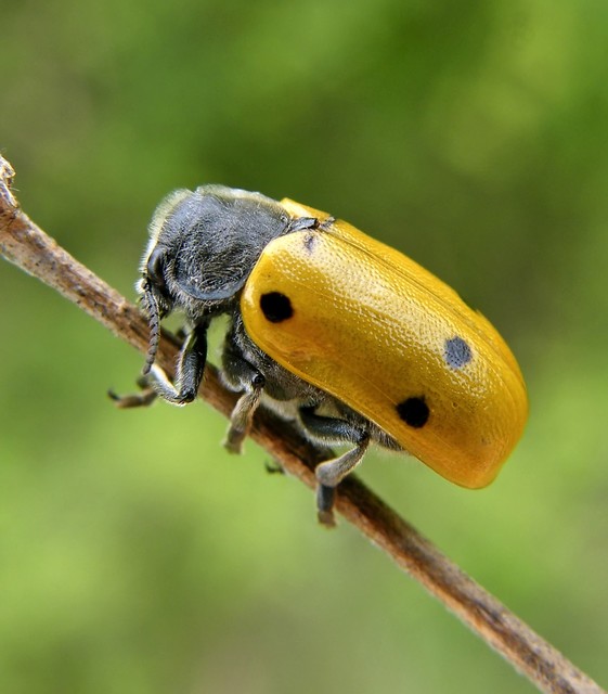 Lachnaia sexpunctata - szőrösnyakú zsákhordóbogár