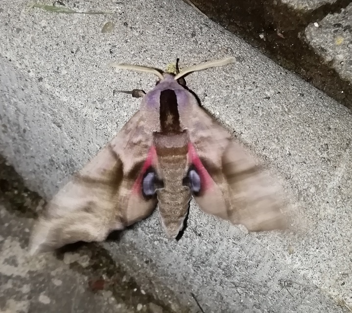 Smerinthus ocellatus - esti pávaszem