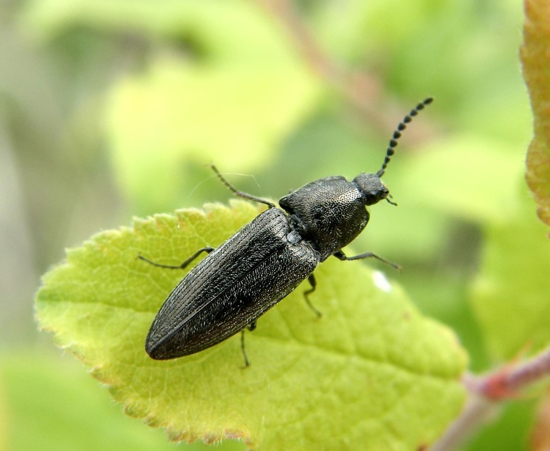 Cidnopus pilosus - szőrös pattanó