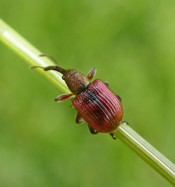 Tatianaerhynchites aequatus - piros kökényeszelény