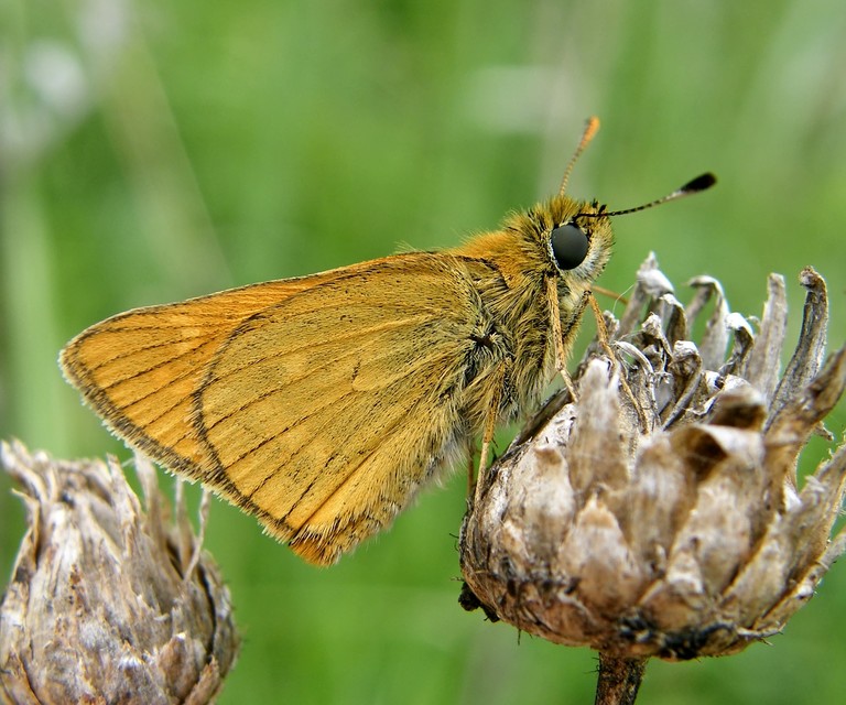 Ochlodes sylvanus - erdei busalepke