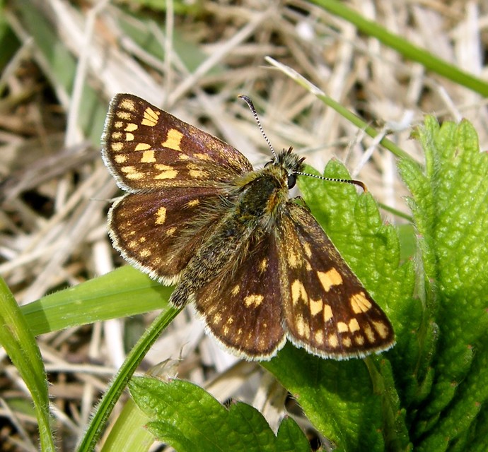 Carterocephalus palaemon - kockás busalepke