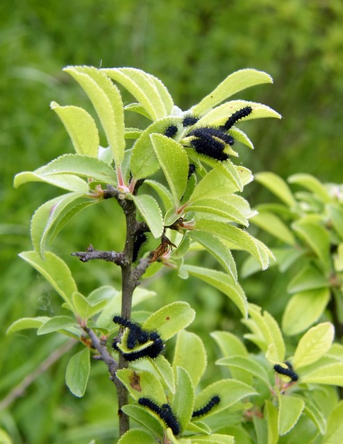 Saturnia pavoniella/pavonia