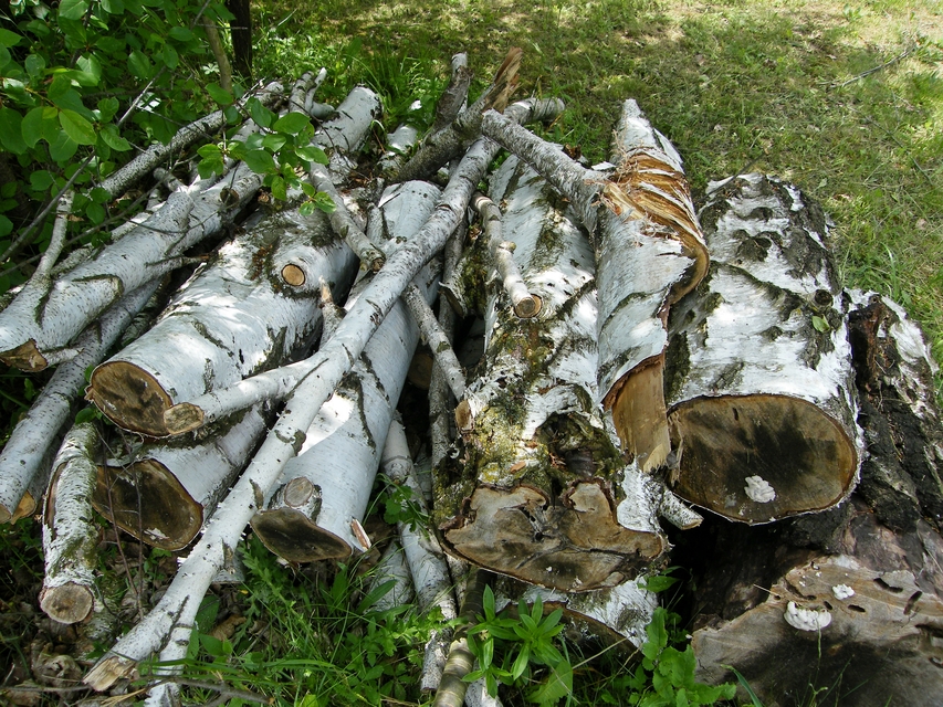 Platyrhinus resinosus - nagy orrosbogár