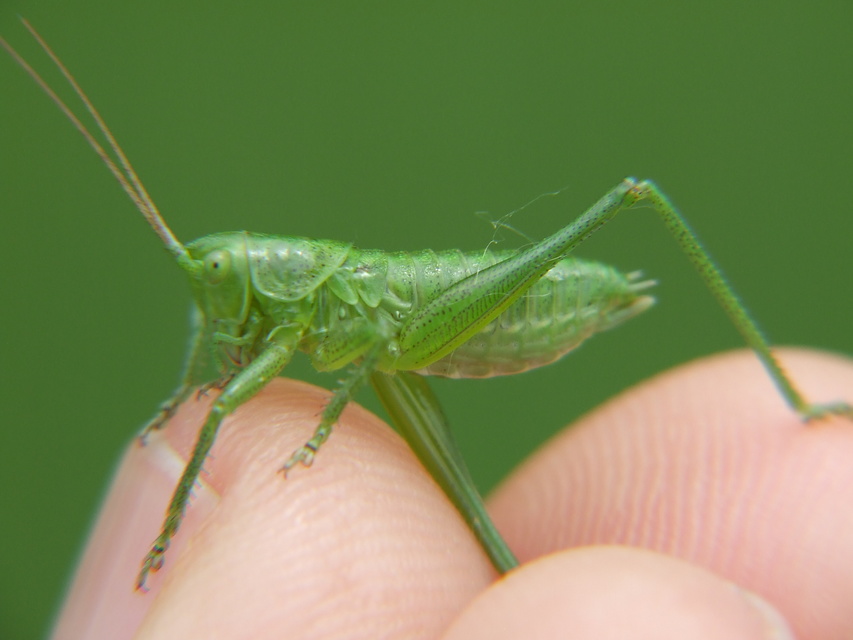 Tettigonia