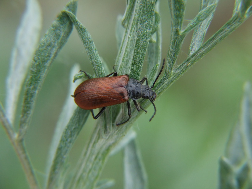 Omophlus proteus - közönséges pejbogár Omophlus proteus - közönséges pejbogár