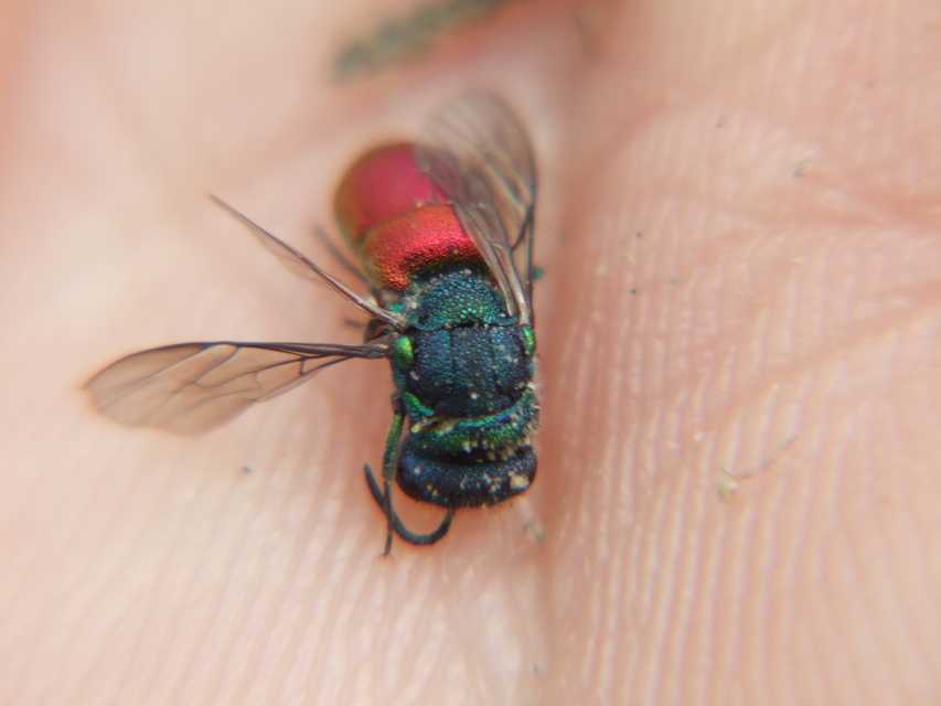 Chrysididae - fémdarazsak