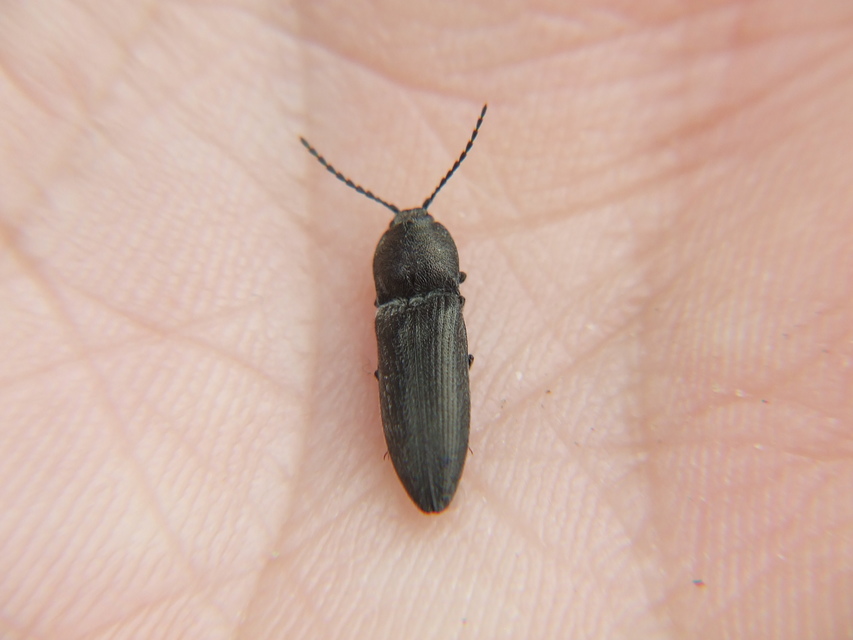 Cidnopus pilosus - szőrös pattanó