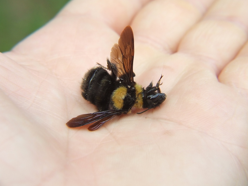 Bombus argillaceus - délvidéki poszméh