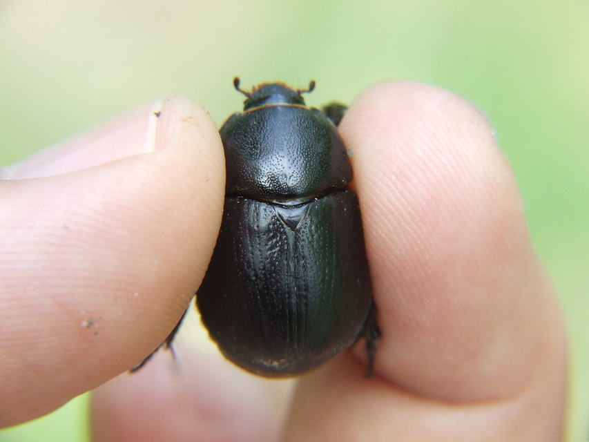 Pentodon idiota - butabogár