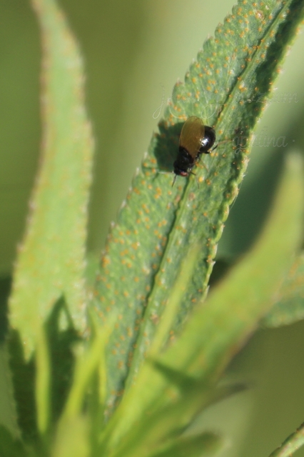 Lauxaniidae - pudvalegyek