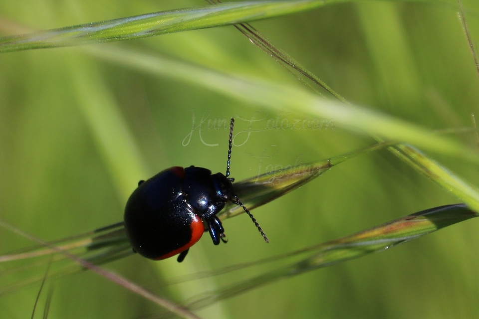 Chrysolina rossia - trapézhátú szegélyeslevelész