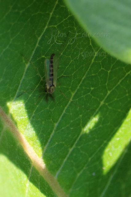 Chironomidae - árvaszúnyogok