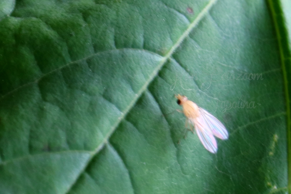 Lauxaniidae - pudvalegyek