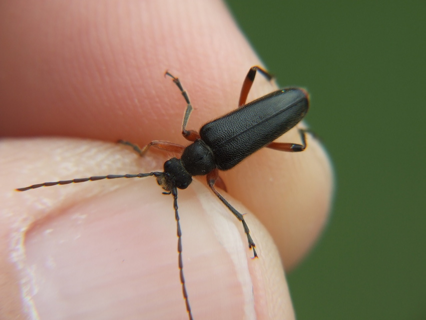Cortodera villosa - bozontos cserjecincér
