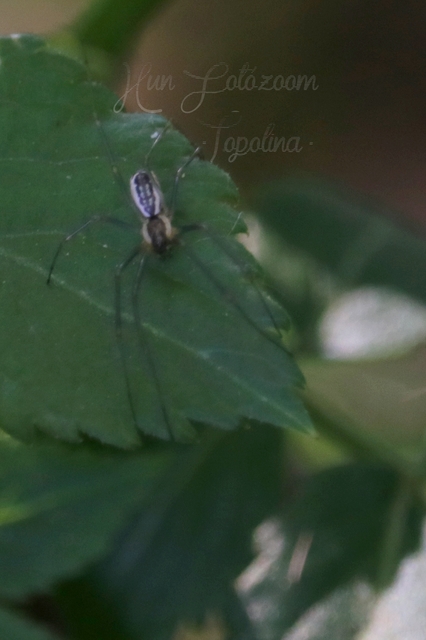 Linyphiidae - vitorláspókok