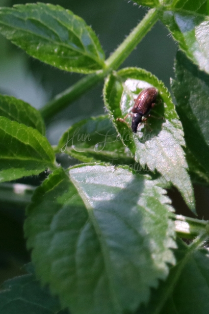 Phyllobius oblongus - közönséges levélormányos