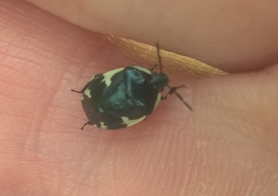 Tritomegas sexmaculatus - hatfoltos földipoloska