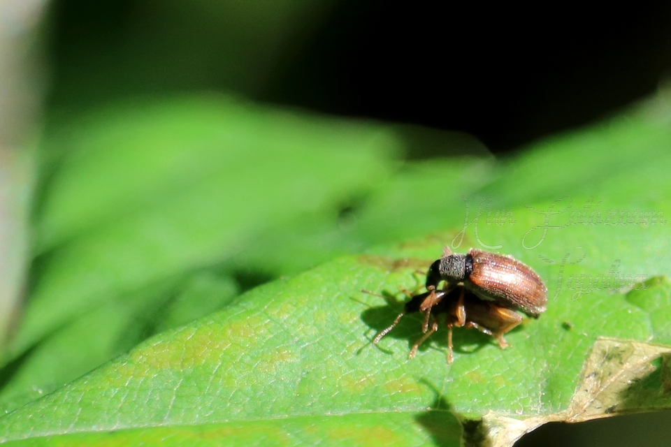 Phyllobius oblongus - közönséges levélormányos