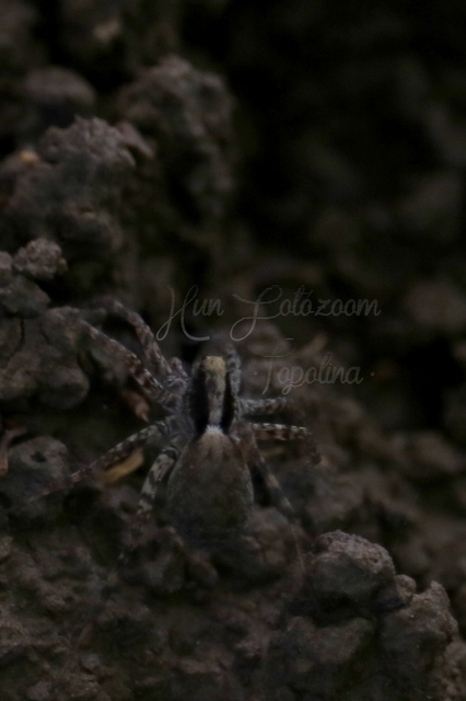 Pardosa
