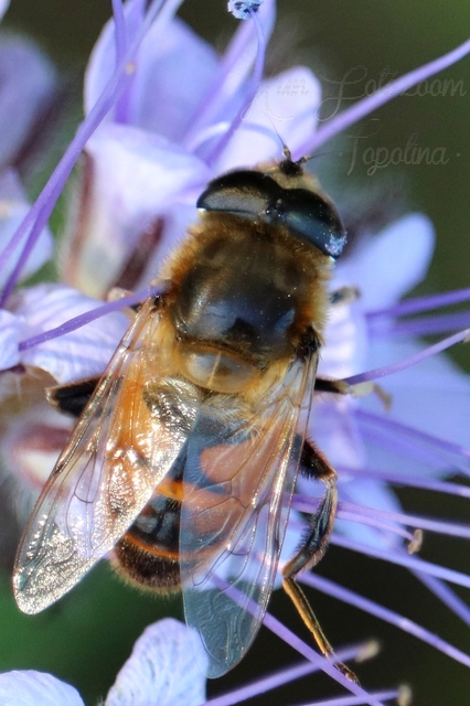 Eristalis tenax - közönséges herelégy