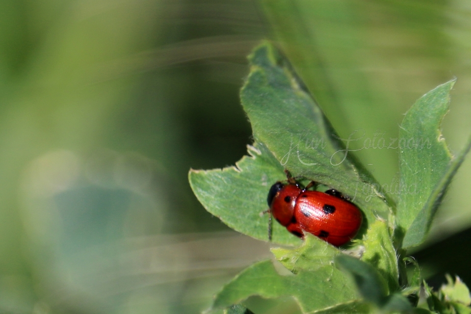 Gonioctena fornicata - közönséges lucernabogár