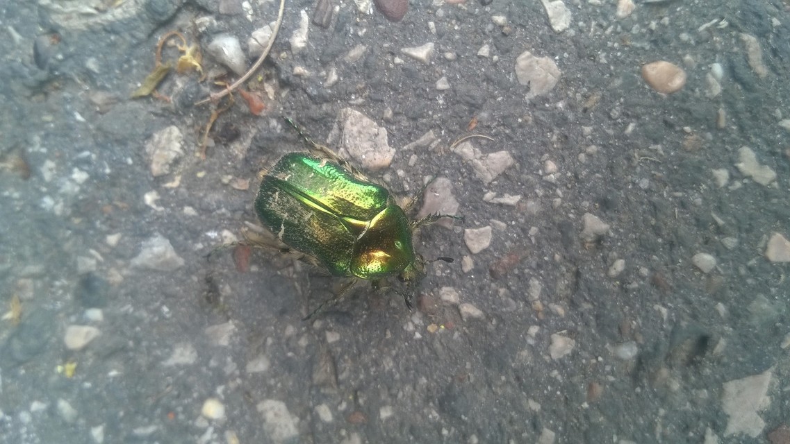 Cetonia aurata - aranyos virágbogár