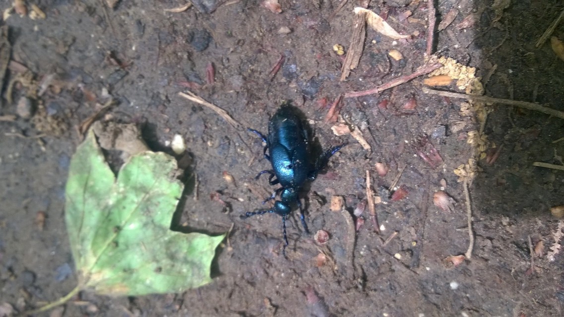 Meloe violaceus - kék nünüke
