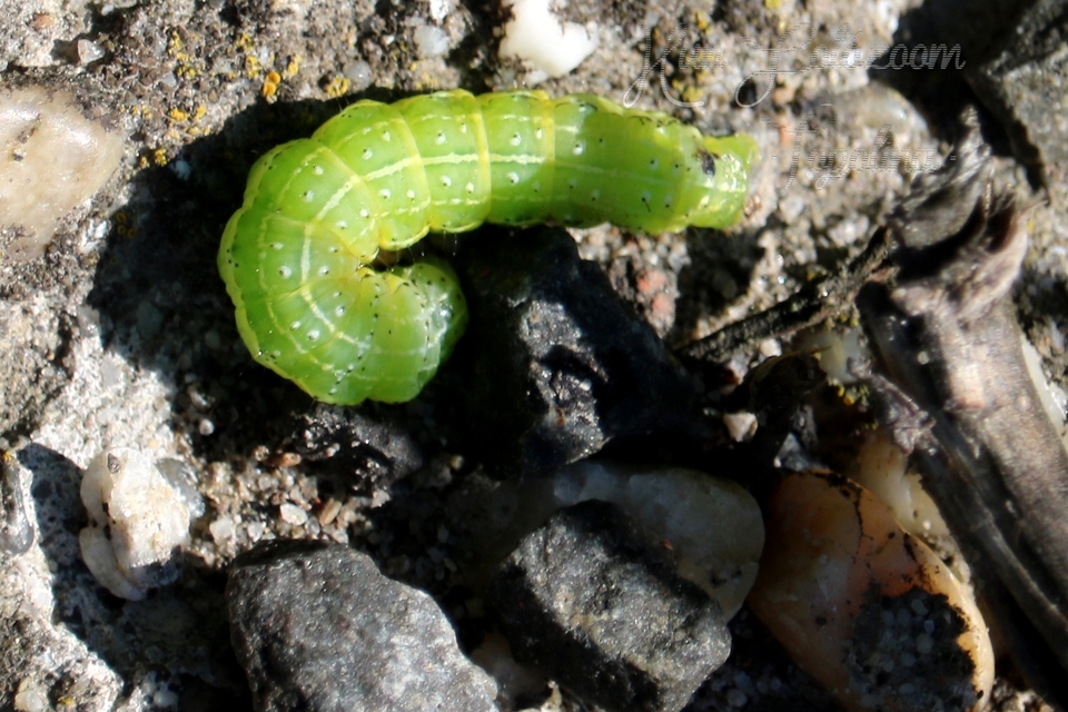 Cosmia trapezina - közönséges lombbagoly