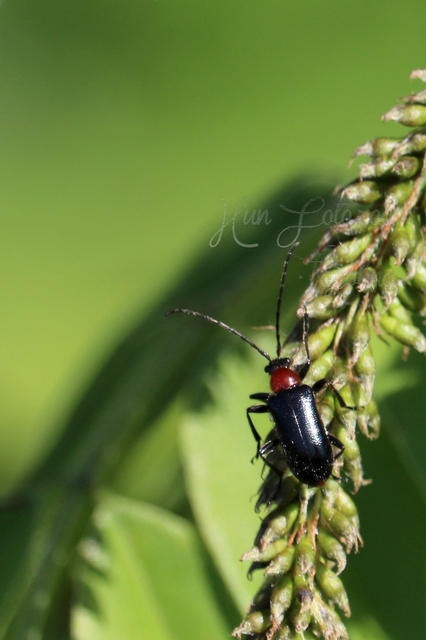 Dinoptera collaris - vörösnyakú virágcincér