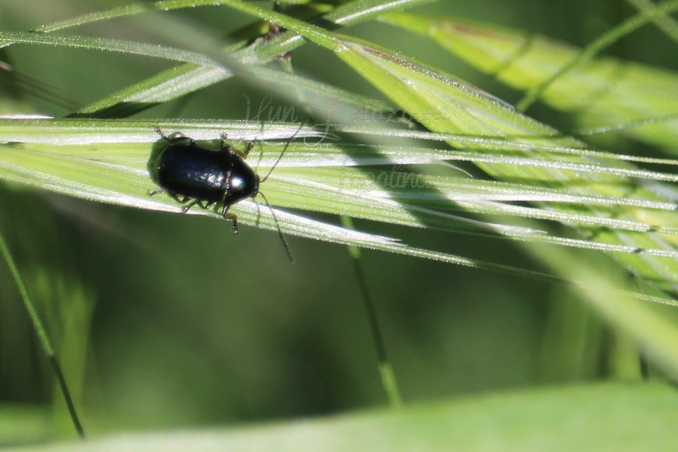 Cryptocephalus
